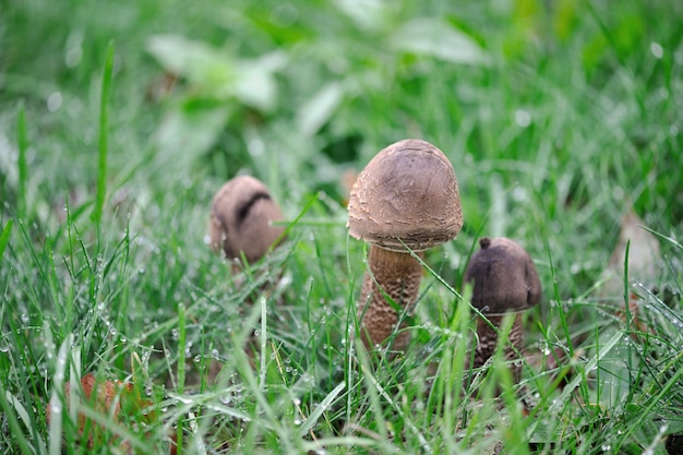 Gros plan parapluie champignon debout dans l'herbe