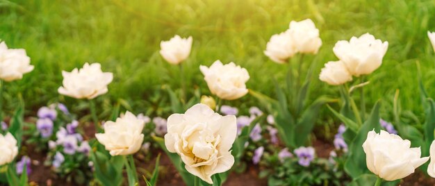 Gros plan de parterre de belles tulipes blanches fond floral jardin d'été