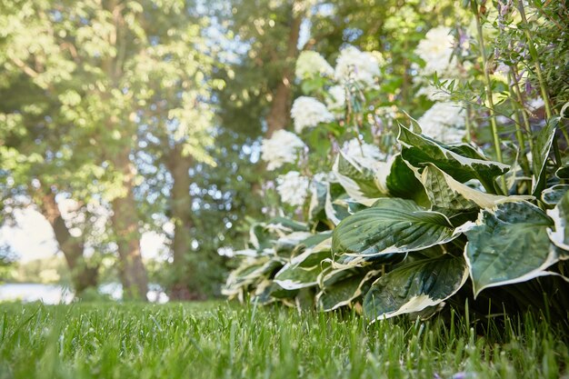 Gros plan de parterre de fleurs d'Hydrangea paniculata et hosta bicolore avec une bordure blanche. Les hémérocalles.