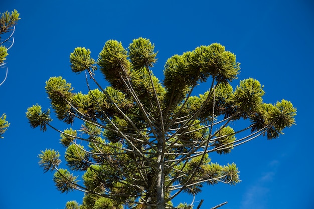 Gros plan de la partie supérieure d'Araucaria angustifolia (pin brésilien) avec fond de ciel, Campos do Jordao, Brésil.