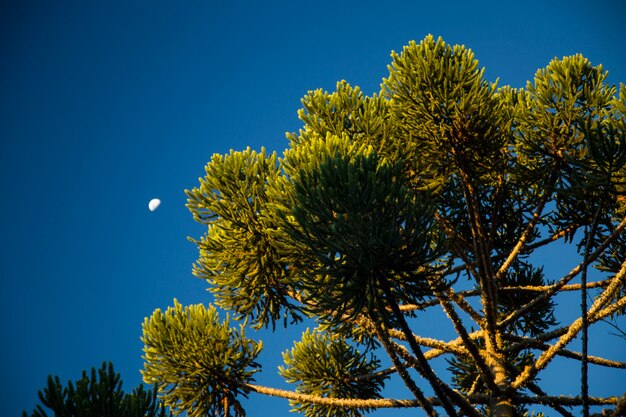 Gros plan de la partie supérieure d'Araucaria angustifolia (pin brésilien) avec fond de ciel, Campos do Jordao, Brésil.