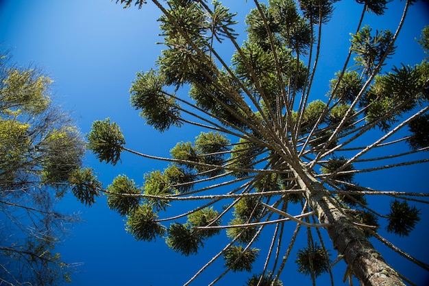 Gros plan de la partie supérieure d'Araucaria angustifolia (pin brésilien) avec fond de ciel et de nuages, Campos do Jordao, Brésil.