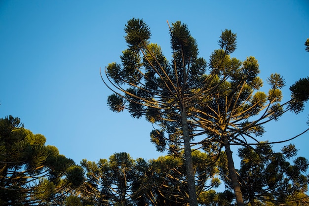 Photo gros plan de la partie supérieure d'araucaria angustifolia (pin brésilien) avec fond de ciel et de nuages, campos do jordao, brésil.