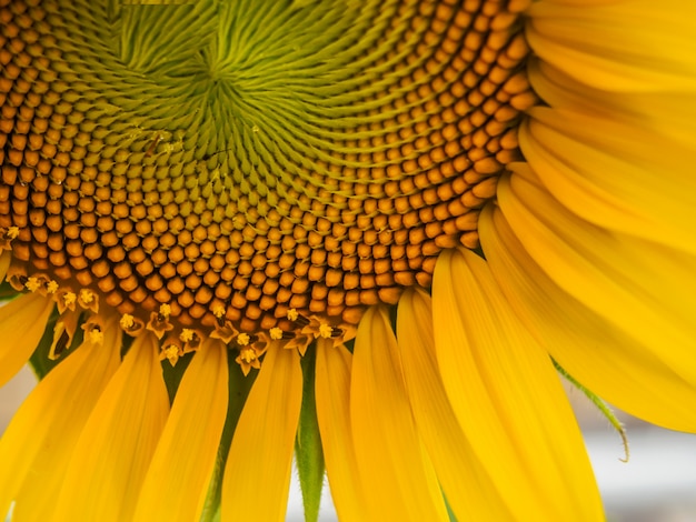 gros plan une partie de tournesol