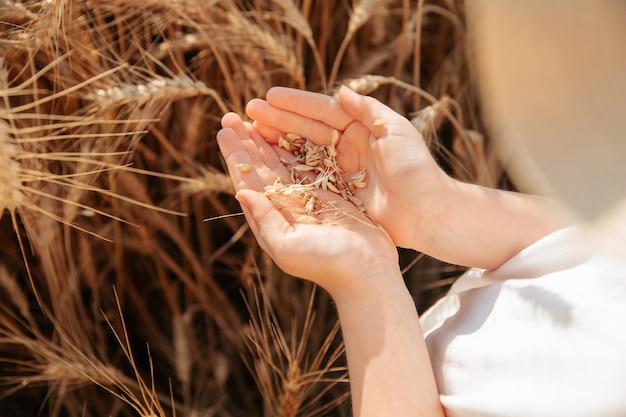 Gros plan sur la paume de la main d'une petite fille avec des grains de blé Vue de dessus d'une photo d'une fille avec du blé dans son ha...