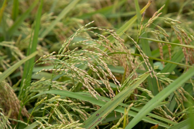 Gros plan sur le paysage agricole de la récolte de l'épi de riz à grains