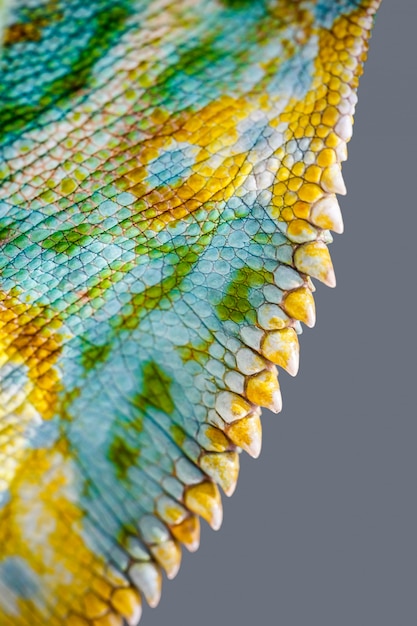 Gros plan de peau de caméléon à quatre cornes, Chamaeleo quadricornis