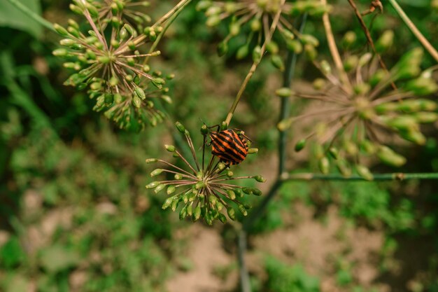 En gros plan de la peau de lin insecte puant sur la feuille verte L'insecte puant marbré marbré est un insecte dans la nature texture de motif de fond pour la conception