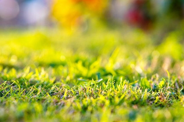 Gros plan d'une pelouse couverte d'herbe verte avec un fond coloré vibrant.