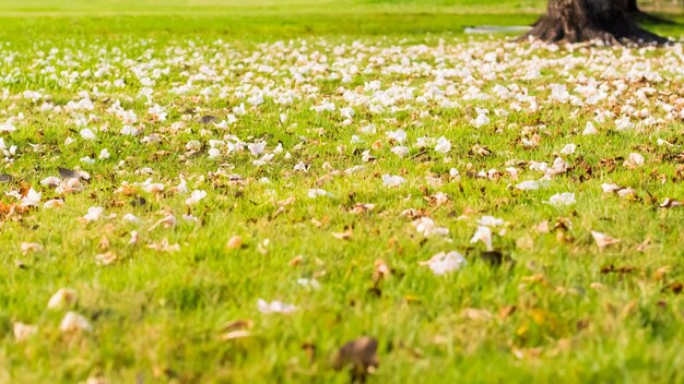 gros plan d'une pelouse de jardin d'herbe verte parsemée de pétales d'un cerisier en fleur idée de concept de chute d'arbre