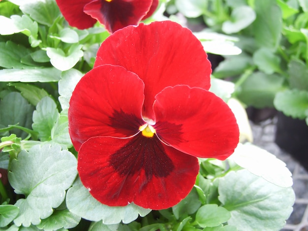 Gros plan de pensées rouges et noires de fleur de pensée colorée