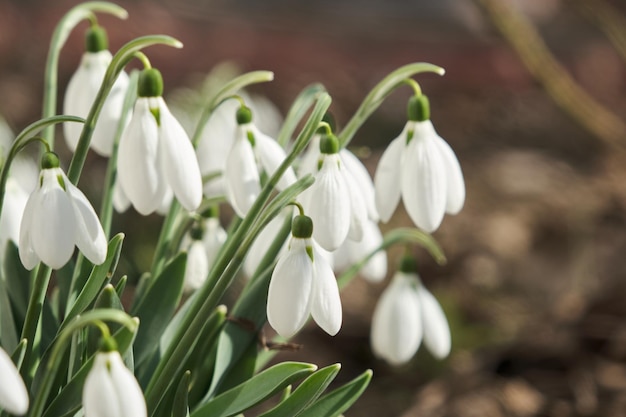 Gros plan de perce-neige frais ou de perce-neige communs galanthus nivalis