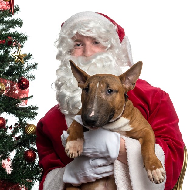 Gros plan, de, père noël, tenue, a, bull terrier, isolé, blanc