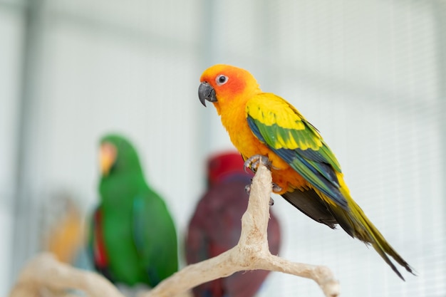 Gros plan perroquet avec arrière-plan flou nature oiseau macawxA