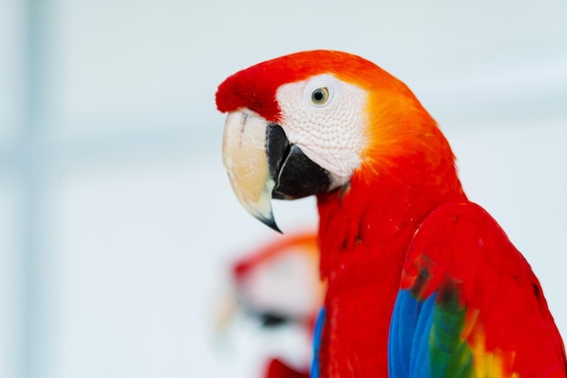 Gros plan perroquet avec arrière-plan flou nature oiseau macawxA
