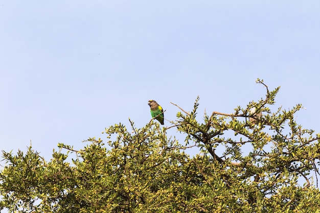 Gros Plan Sur Perroquet Brun Sur L'arbre