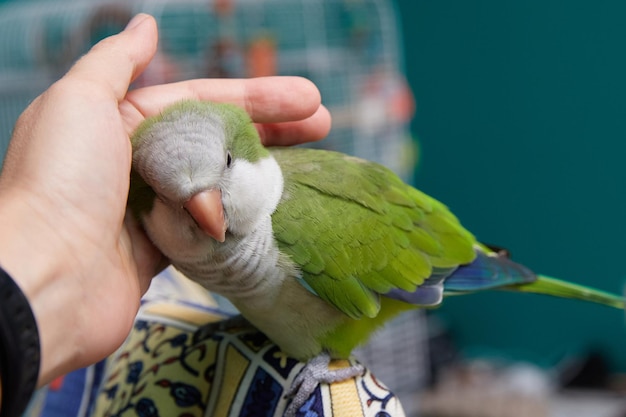 Gros plan sur un perroquet Quaker vert et une main amicale et mignonne