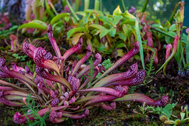 Gros plan de perroquet Sarracenia représentant des carnivores vivaces