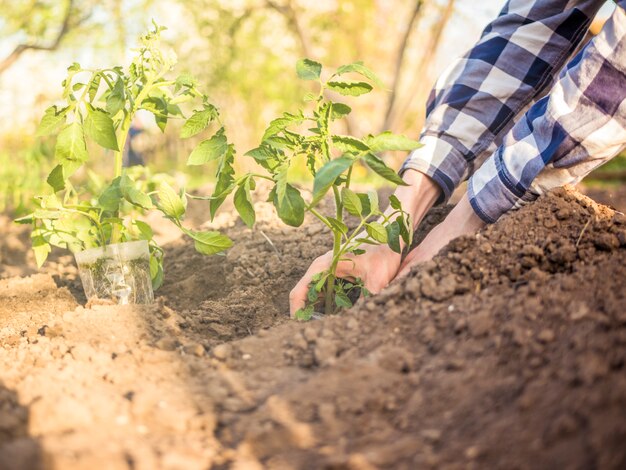 Gros plan personne plantant de jeunes petites plantes au soleil