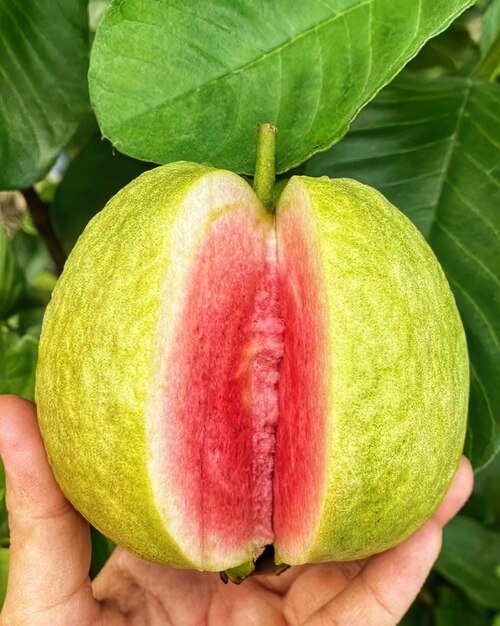 Photo un gros plan d'une personne tenant un fruit des fruits verts frais