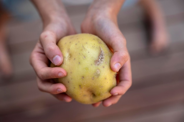 Photo un gros plan d'une personne tenant une pomme de terre.