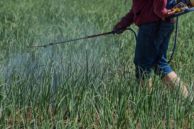 Gros plan d'une personne travaillant sur le terrain avec des plantes et de la végétation