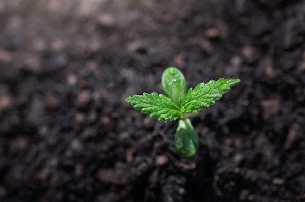 Gros plan sur un petit arbre de cannabis à partir de l'étape de croissance des graines dans le jardin