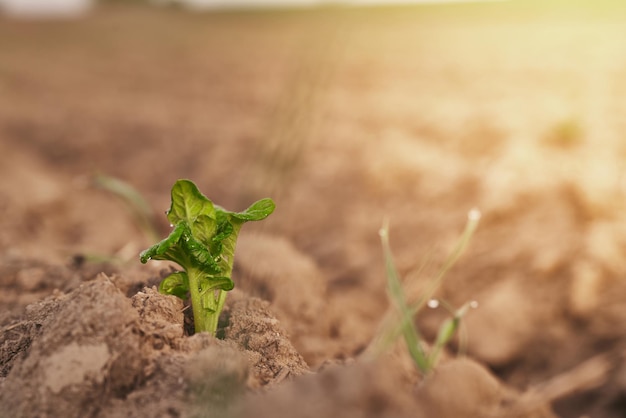 Gros plan d'un petit arbre vert dans le champ, il a planté un semis jeune et dynamique représente une nouvelle vie et croissance Le semis pousse dans le sol Le concept des processus organiques de la nature