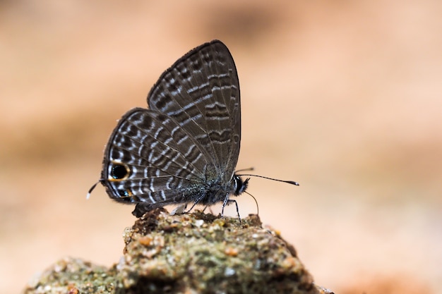 Gros plan, petit, brun, papillon, sable, orange, fond