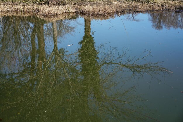 Gros plan d'un petit étang vert