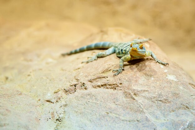 Gros plan petit lézard vert sur une pierre