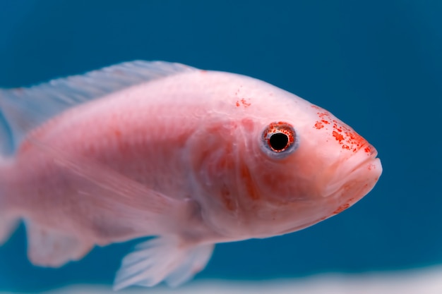 Gros plan d'un petit poisson rose et orange regardant la caméra dans l'aquarium