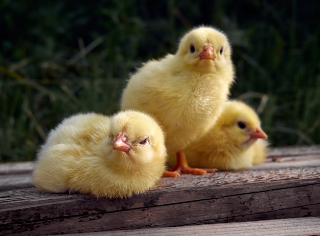 Gros plan de petit poulet sur fond.