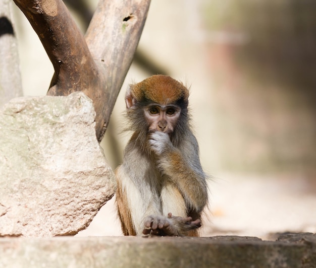 Gros plan d'un petit singe mignon assis sur la pierre à côté d'un arbre sur une surface floue