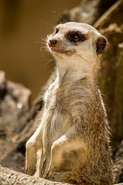 Gros plan sur un petit suricate ou suricate (Suricata suricatta) sur la terre.