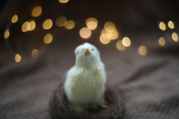 Gros plan d'une petite carte de Pâques de poulet jaune avec un espace de copie Décor de Pâques de printemps Modèle pour l'espace de copie de conception Fond d'écran ou bannière contre les lumières festives floues