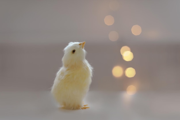 Gros plan d'une petite carte de Pâques de poulet jaune avec un espace de copie Décor de Pâques de printemps Modèle pour l'espace de copie de conception Fond d'écran ou bannière contre les lumières festives floues
