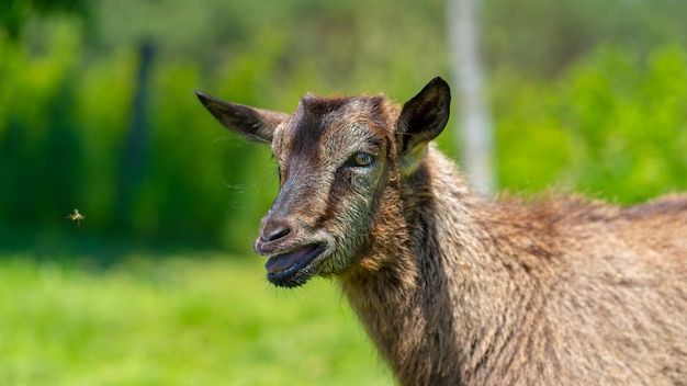 Gros plan sur une petite chèvre broutant dans un pré vert