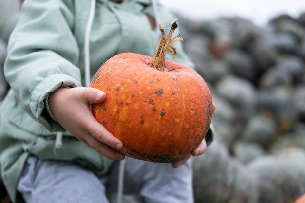 Gros plan d'une petite citrouille biologique orange dans les mains des enfants. saison d'automne, récolte de citrouilles.