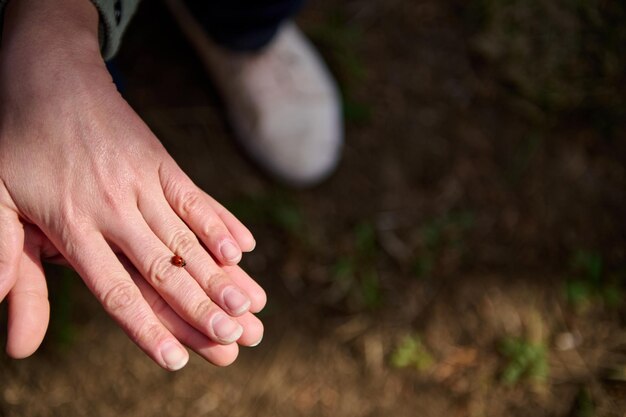 Gros plan d'une petite coccinelle coléoptère marchant sur la main humaine au début du printemps journée ensoleillée