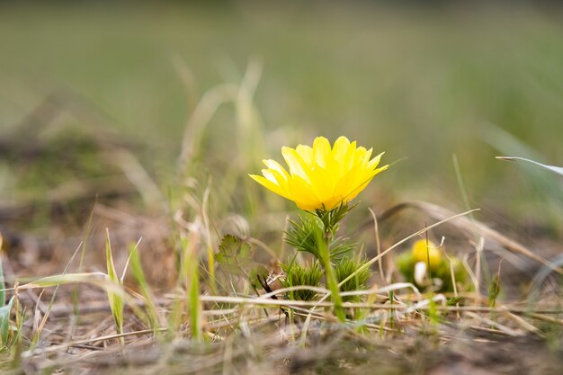 Gros plan de petite fleur sauvage jaune qui fleurit dans le champ de printemps vert