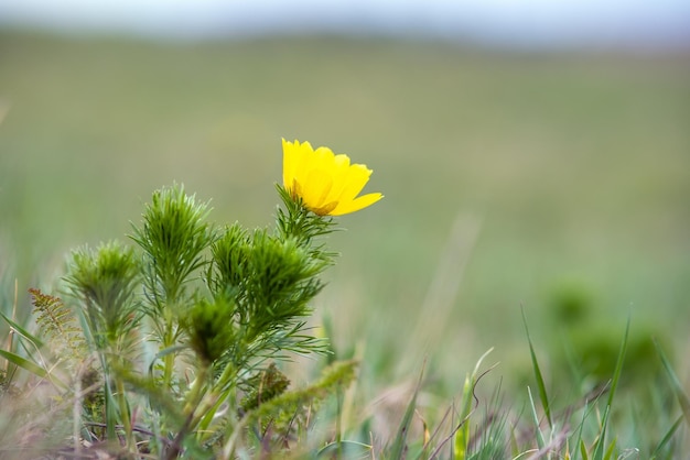 Gros plan de petite fleur sauvage jaune qui fleurit dans le champ de printemps vert