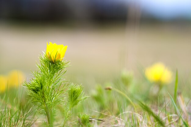 Gros plan d'une petite fleur sauvage jaune qui fleurit dans le champ de printemps vert.