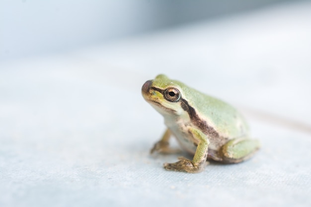 Gros plan d'une petite grenouille