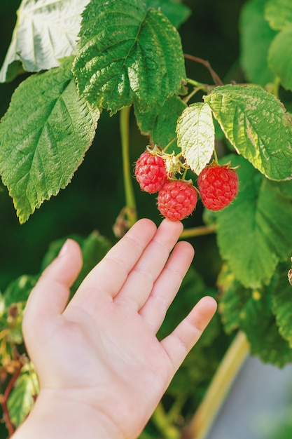 Gros plan sur une petite main d'enfant touchant des framboises rouges sur un buisson pendant la récolte des baies. Récolte de framboises.