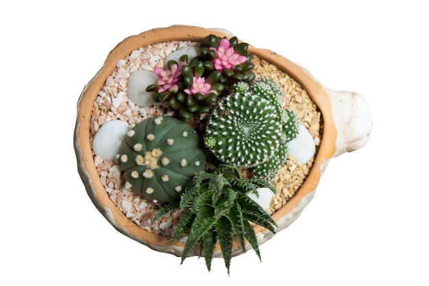 Gros plan sur une petite plante de cactus mélangée dans un pot ou vue de dessus isolée