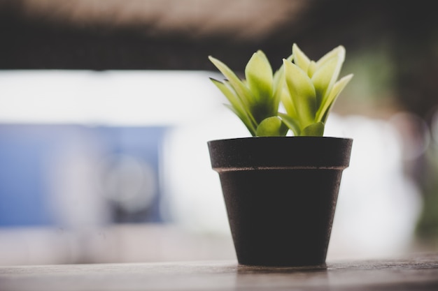 Gros plan d&#39;une petite plante avec un fond de café flou.