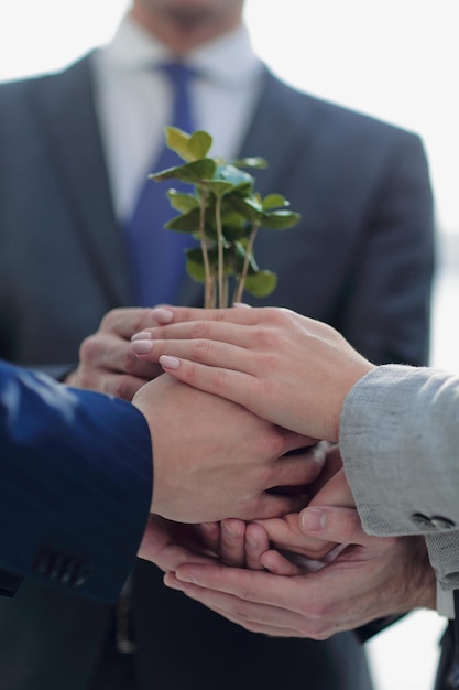 Gros plan sur une petite pousse fragile entre les mains de l'équipe commerciale