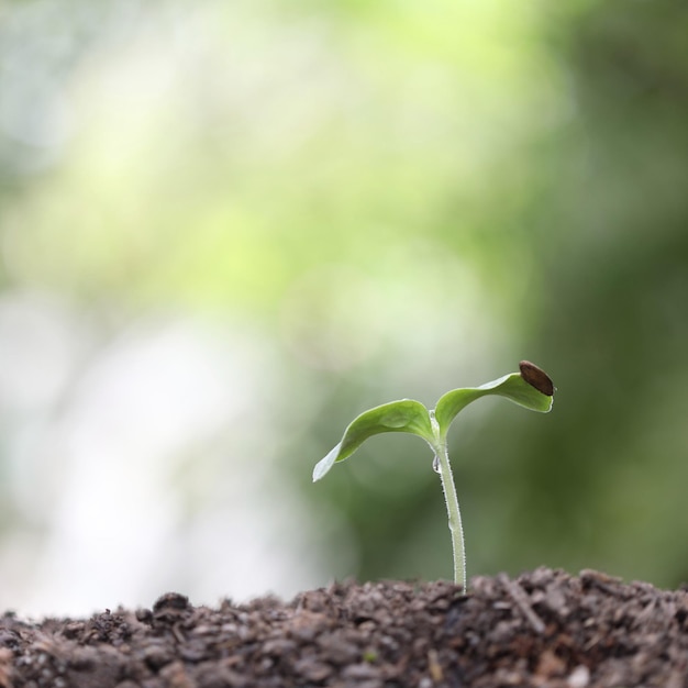 Gros plan d'une petite pousse de plantes en croissance