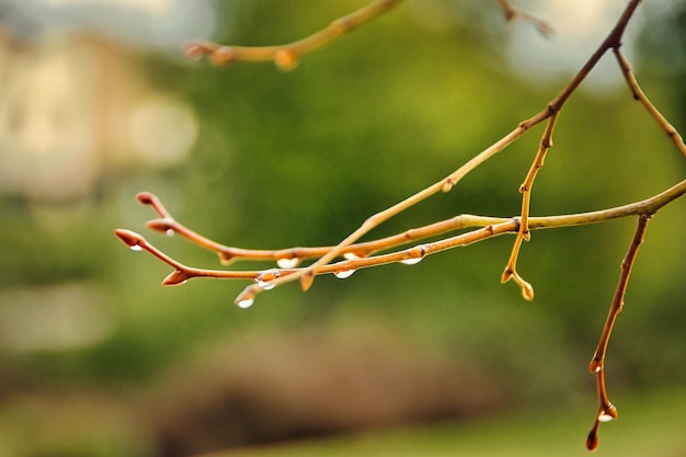 Gros plan de petites branches avec bourgeons et gouttes d'eau après la pluie sur fond de plante défocalisé